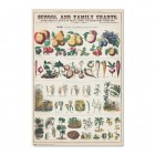 Juliste: Fruits and Vegetables (61x91,5cm)